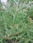 Preview: Thujopsis dolobrata Mini